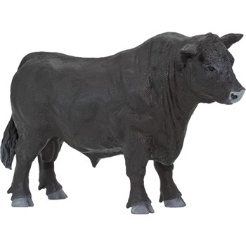 Picture of Angus Bull