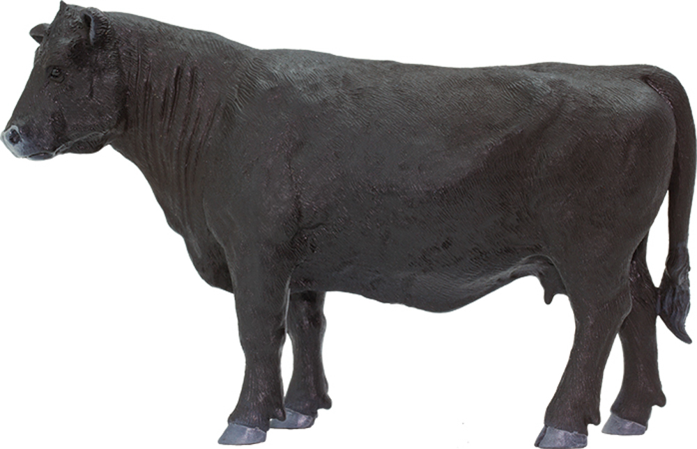 Picture of Angus Cow