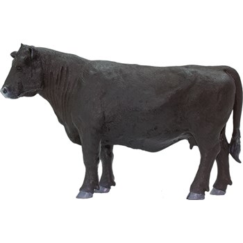 Picture of Angus Cow