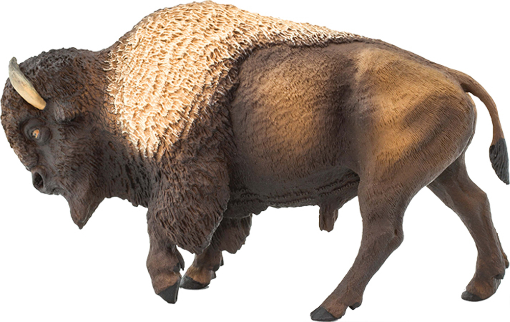 Picture of Bison