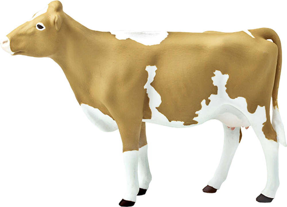 Picture of Guernsey Cow