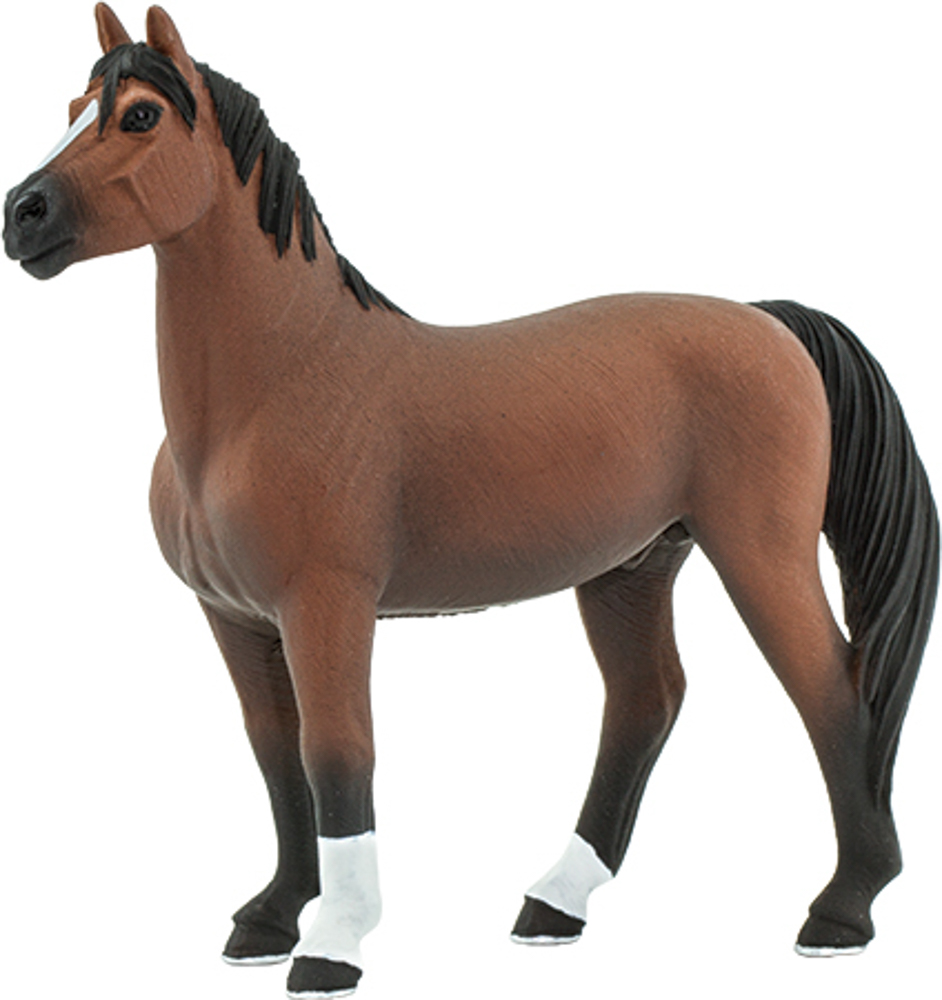 Picture of Morgan Stallion