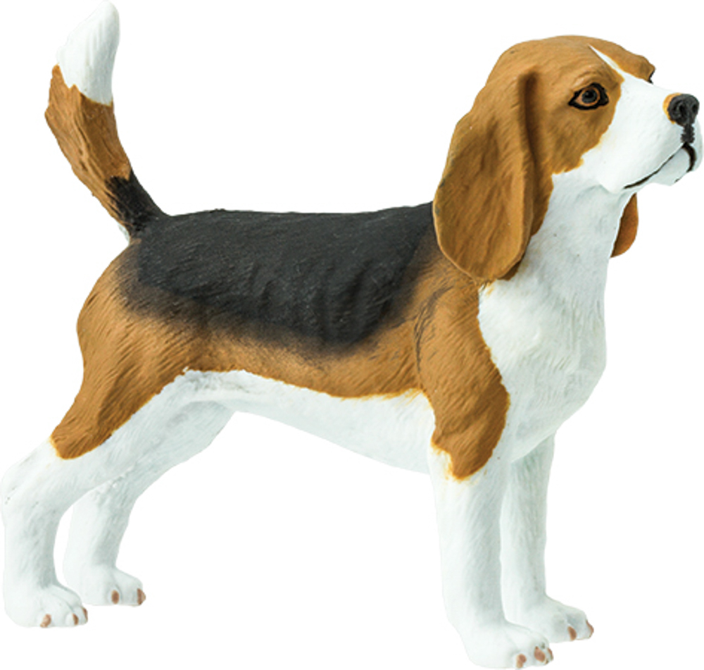 Picture of Beagle