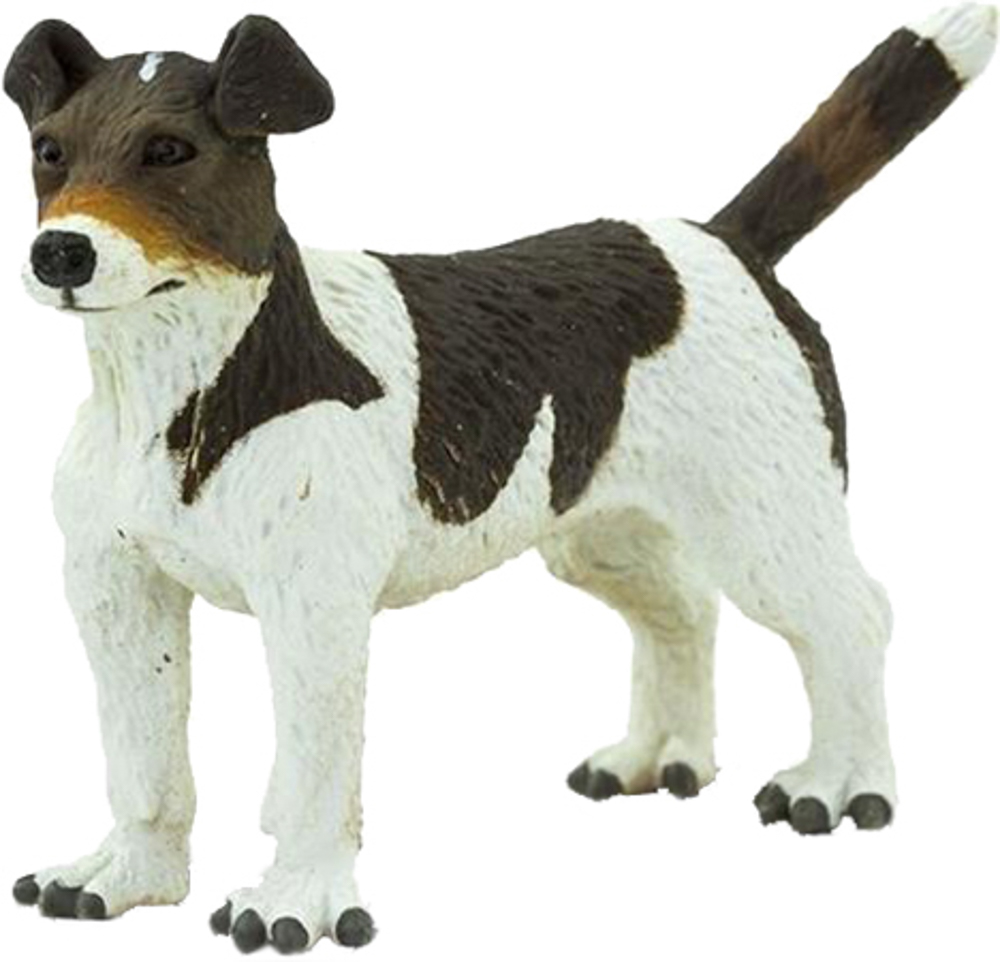 Picture of Jack Russell Terrier