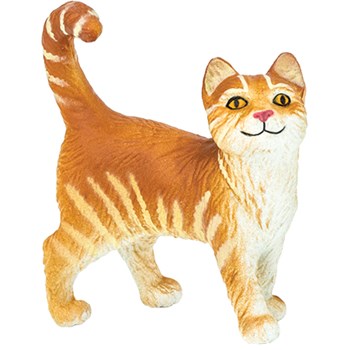 Picture of Tabby Cat