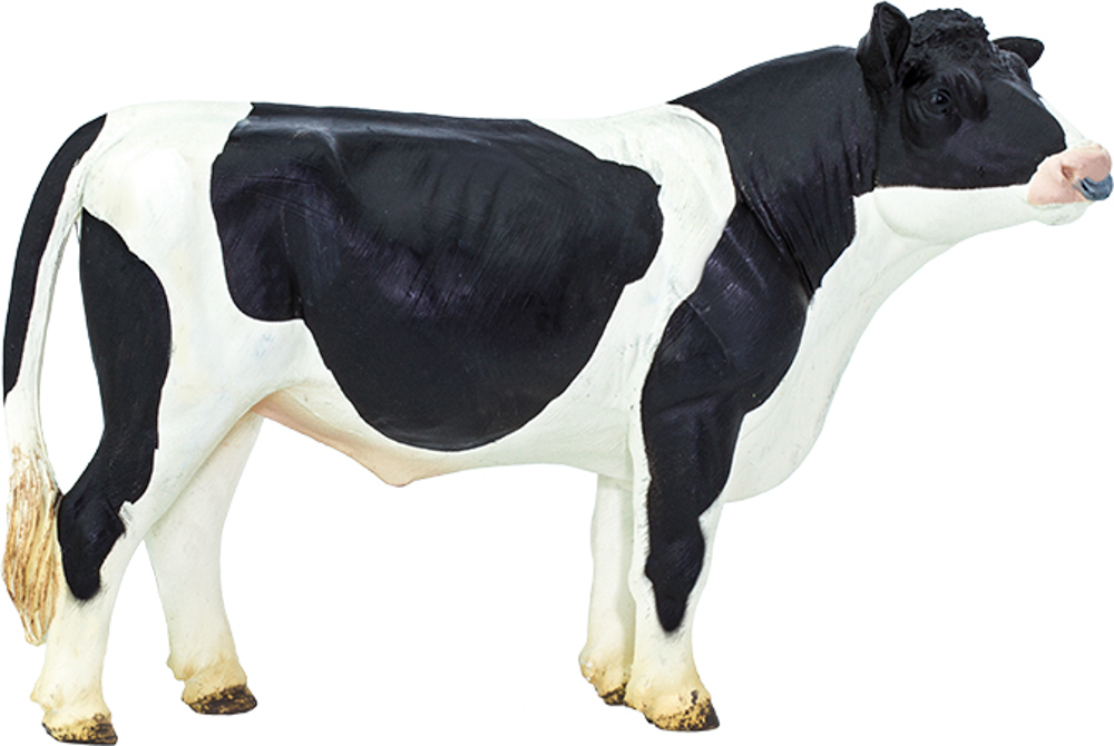 Picture of Holstein Bull